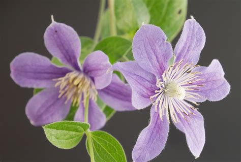 Clematis Arabella